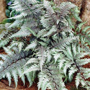Japanese Painted Fern - CF Hydroponics