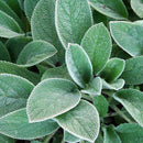 Lamb's Ear Stachys Helen Von Stein - CF Hydroponics