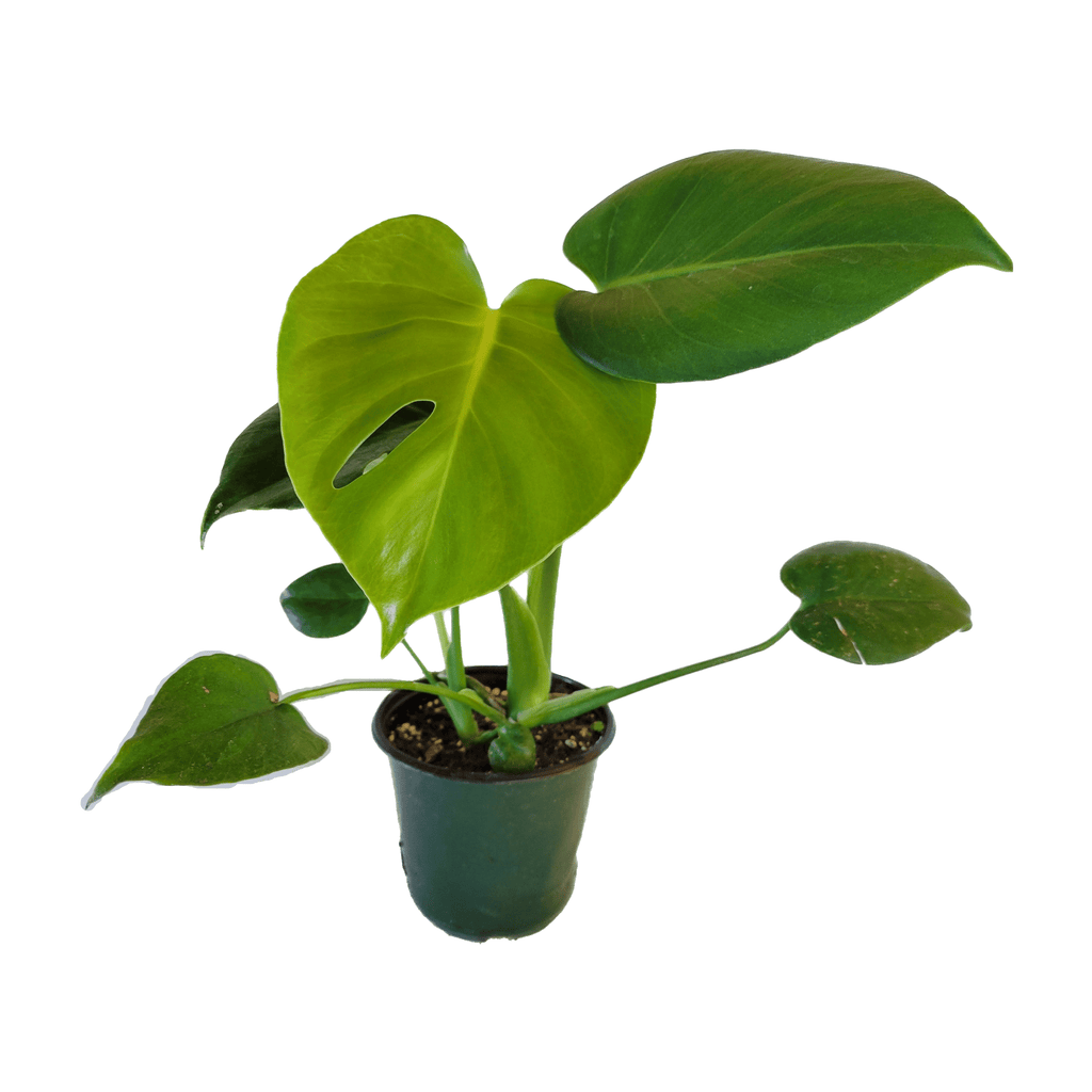 swiss cheese plant pot size Swiss Cheese Plant 4" Pot