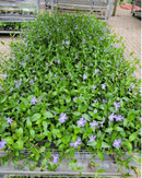 Vinca Minor Bowles 50count Flat - CF Hydroponics