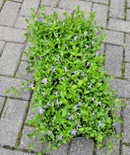 Vinca Minor Bowles 50count Flat - CF Hydroponics