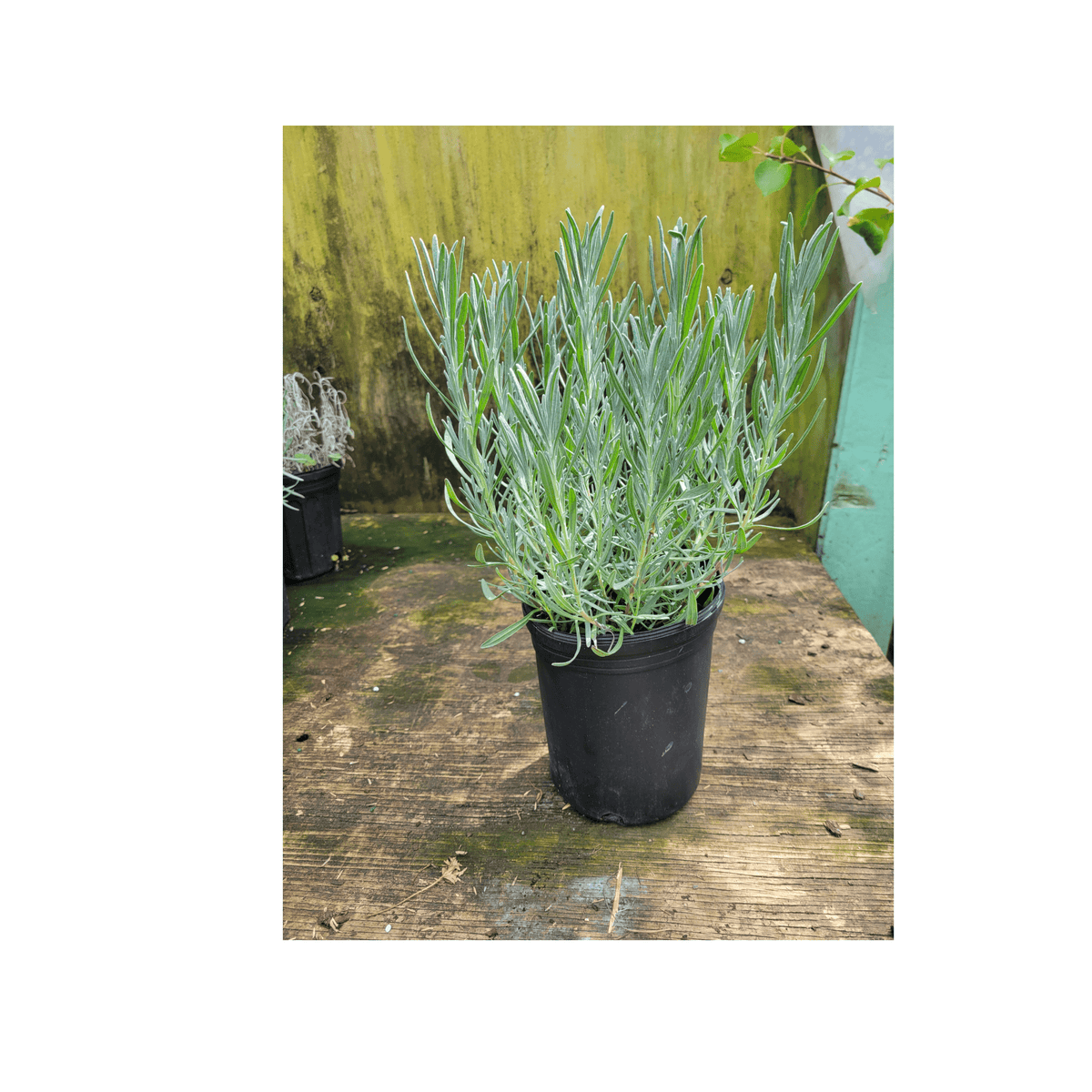 lavender plant no flowers Lavender Phenomenal 1 Gallon