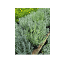 Lavender Phenomenal 1 Gallon - CF Hydroponics