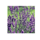 Lavender Phenomenal 1 Gallon - CF Hydroponics