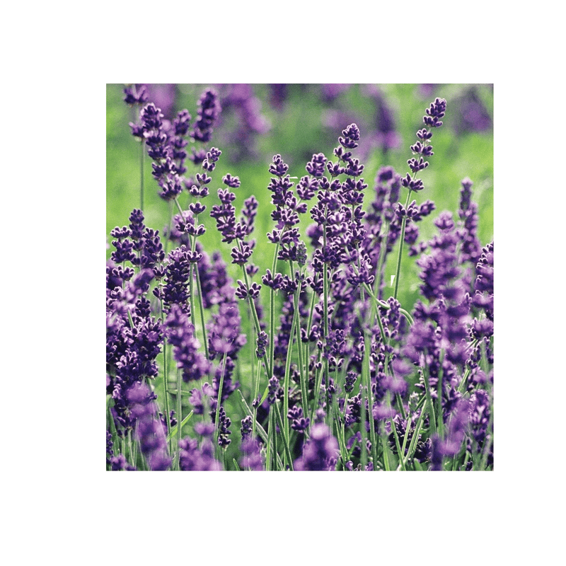 Lavender Plants – 1 Gallon