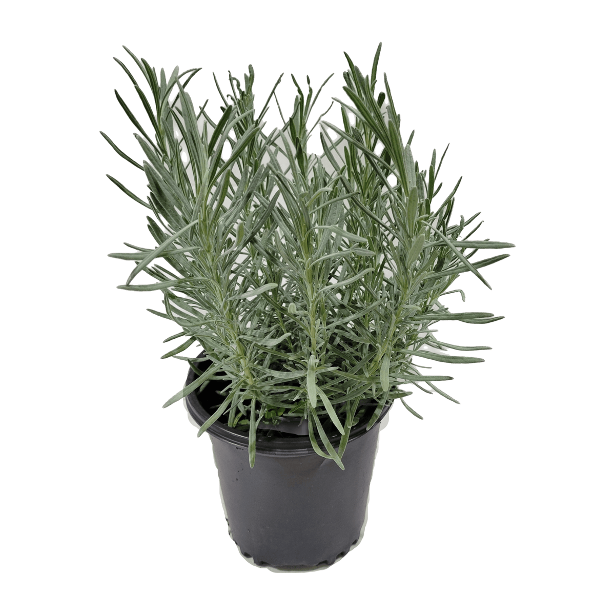 one gallon lavender plants Lavender Phenomenal 1 Gallon