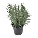 Lavender Phenomenal 1 Gallon - CF Hydroponics