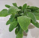 Lamb's Ear Stachys Helen Von Stein - CF Hydroponics