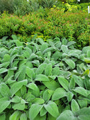 Lamb's Ear Stachys Helen Von Stein - CF Hydroponics