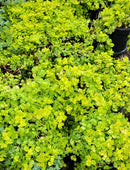 Creeping Jenny Lysimachia - CF Hydroponics