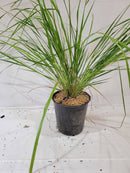 Karl Foerster Calamagrotis - CF Hydroponics