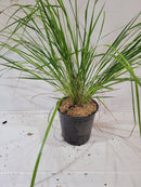 Karl Foerster Calamagrotis - CF Hydroponics