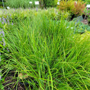 Karl Foerster Calamagrotis - CF Hydroponics