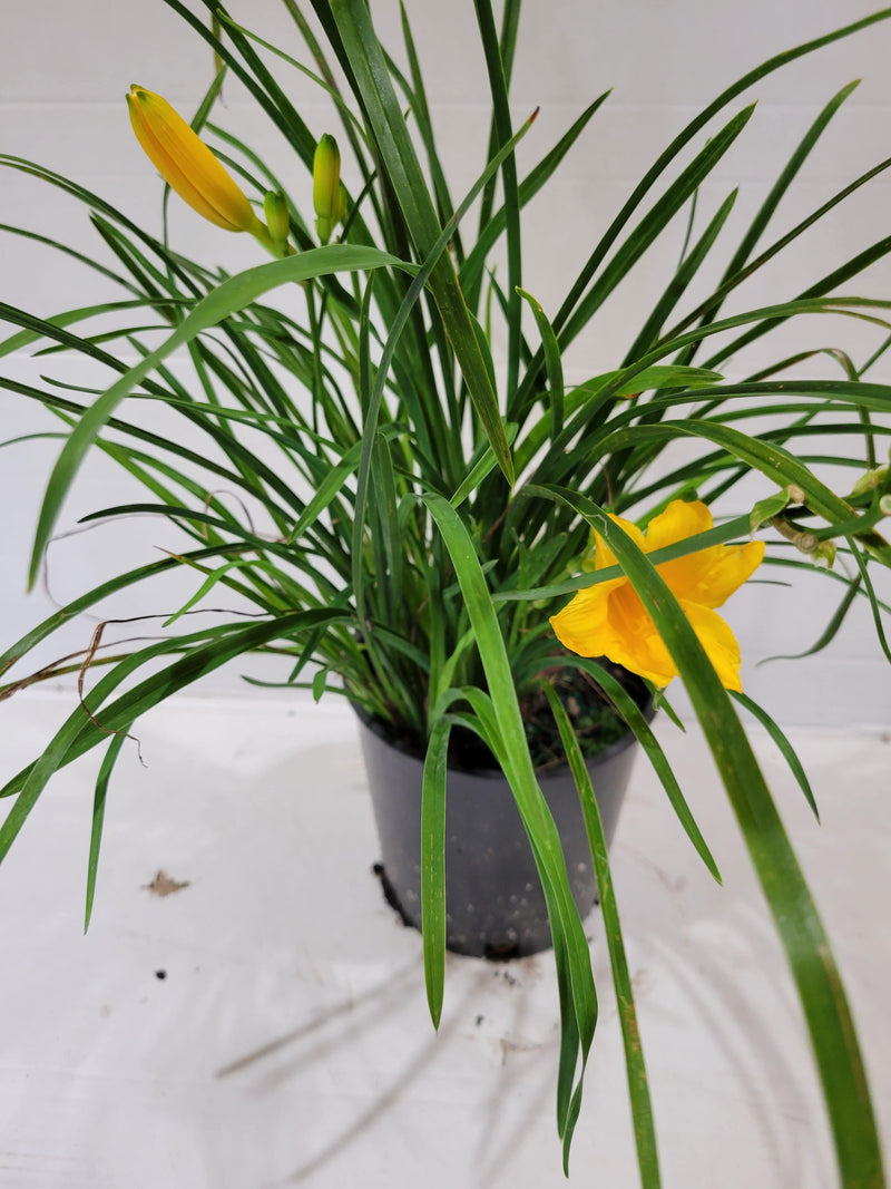 Daylilly Stella D'Ora - CF Hydroponics