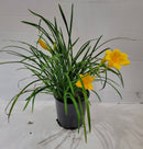 Daylilly Stella D'Ora - CF Hydroponics