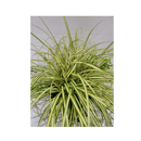 Carex Evergold - CF Hydroponics