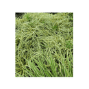 Carex Evergold - CF Hydroponics