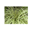 Carex Evergold - CF Hydroponics