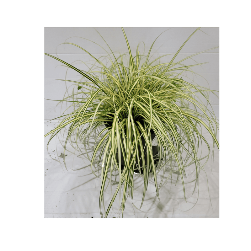 Carex Evergold - CF Hydroponics