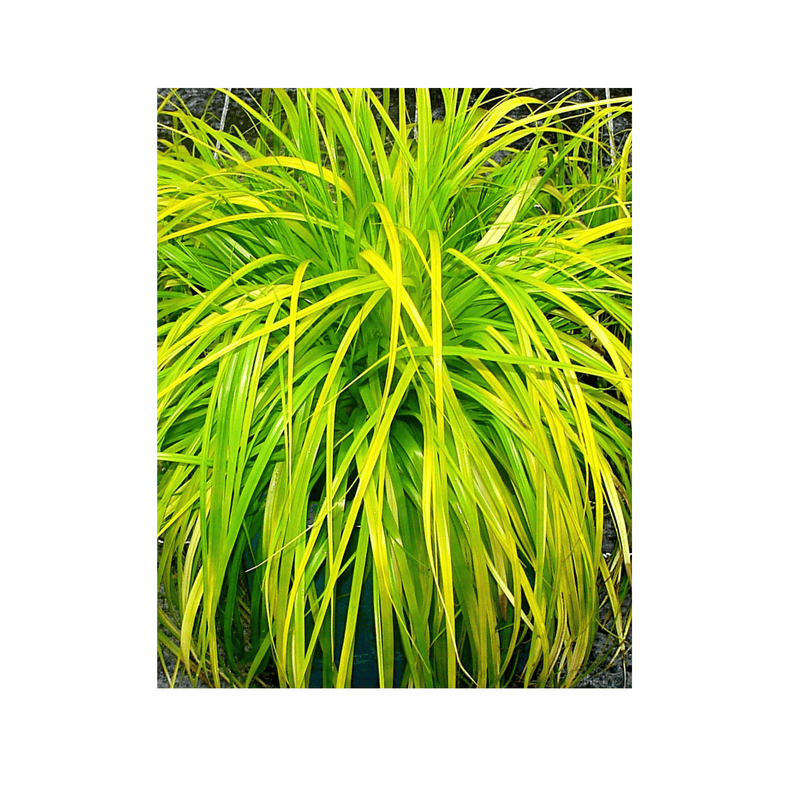 Carex Everillo - CF Hydroponics