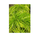 Carex Everillo - CF Hydroponics