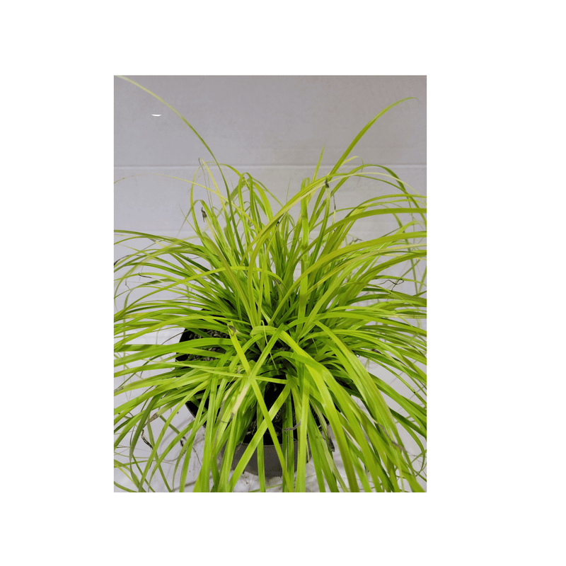 Carex Everillo - CF Hydroponics