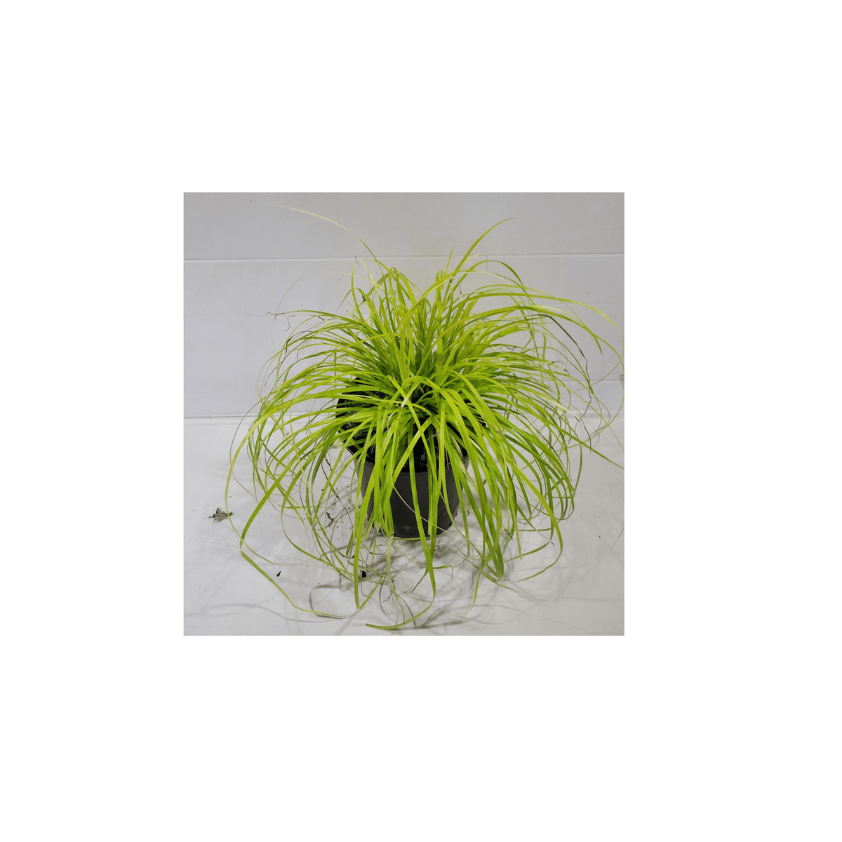 Carex Everillo Sedge 1 Gallon | Golden-Yellow Shade Perennial