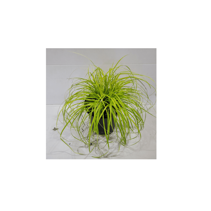 Carex Everillo - CF Hydroponics