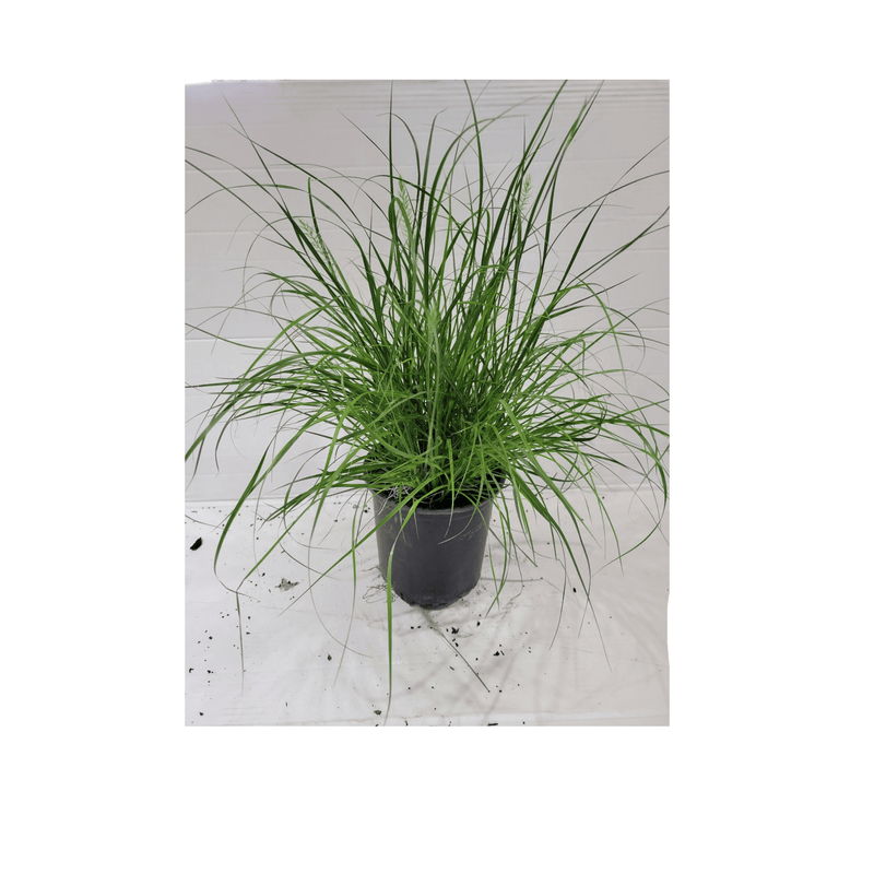 Dwarf Fountain Grass Pennisetum 'Hameln Grass' - CF Hydroponics