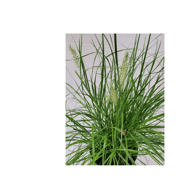 Dwarf Fountain Grass Pennisetum 'Hameln Grass' - CF Hydroponics