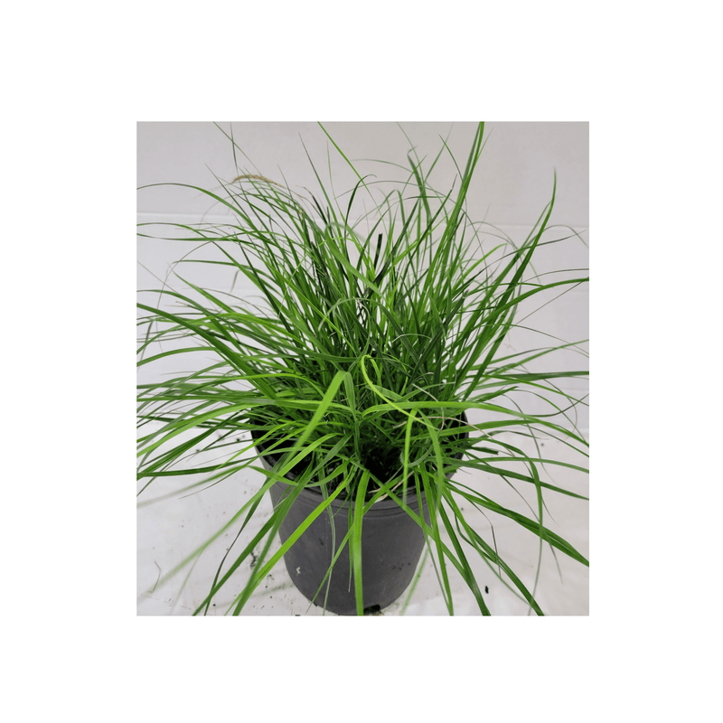 Dwarf Fountain Grass Pennisetum 'Hameln Grass' - CF Hydroponics