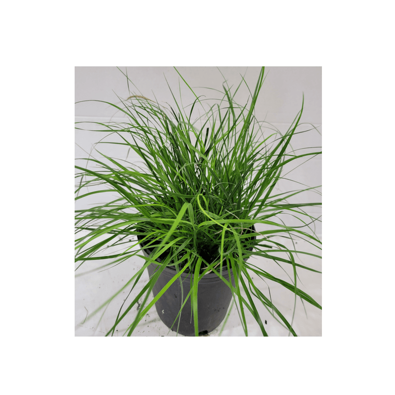 Dwarf Fountain Grass Pennisetum 'Hameln Grass' - CF Hydroponics