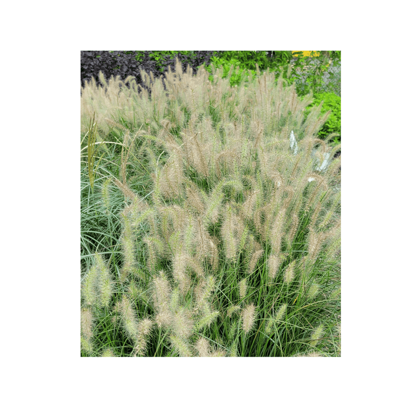 Dwarf Fountain Grass Pennisetum 'Hameln Grass' - CF Hydroponics