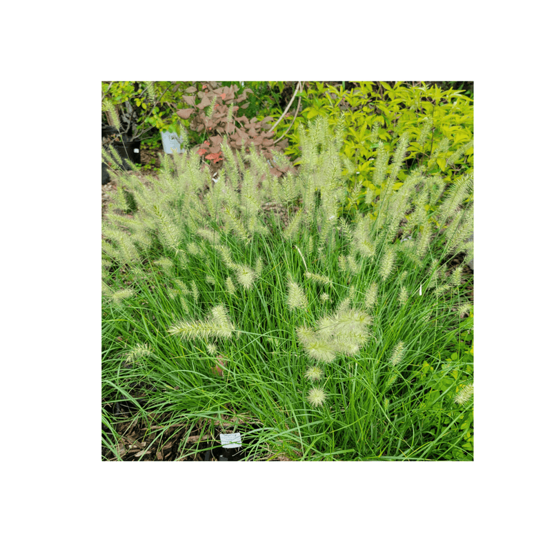 Dwarf Fountain Grass Pennisetum 'Hameln Grass' - CF Hydroponics