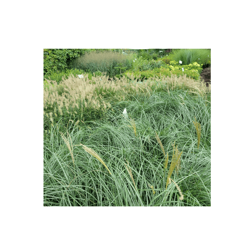 Dwarf Fountain Grass Pennisetum 'Hameln Grass' - CF Hydroponics