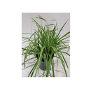 Carex Ice Dance - CF Hydroponics