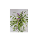 Liriope Variegata Turf Lily - CF Hydroponics