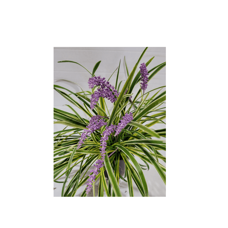 Liriope Variegata Turf Lily - CF Hydroponics