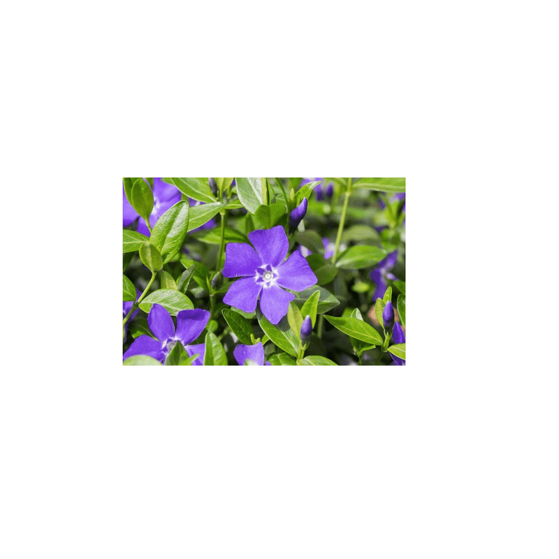 Creeping Myrtle Vinca - CF Hydroponics