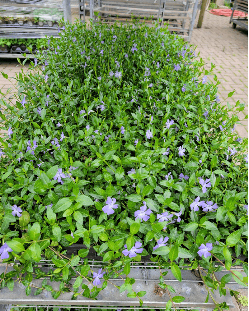 Creeping Myrtle Vinca - CF Hydroponics