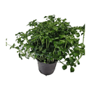 Pachysandra Green Sheen - CF Hydroponics