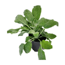 Lamb's Ear Stachys Helen Von Stein - CF Hydroponics