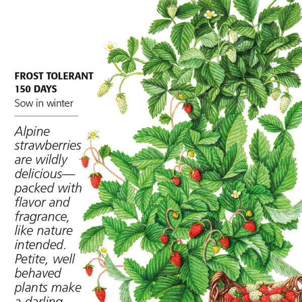 Botanical Interests Strawberry Red and Yellow Wonder Blend Seeds