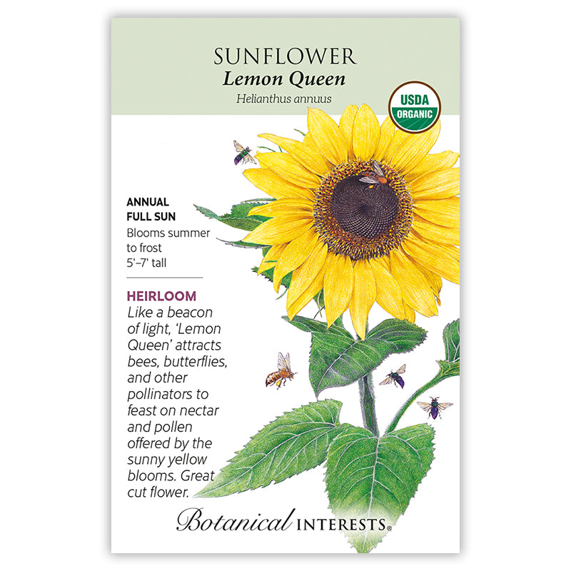 Botanical Interests Sunflower Lemon Queen Organic Seeds
