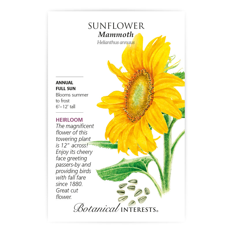 Botanical Interests Sunflower Mammoth Organic Seeds