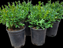 Boxwood Green Velvet 1 Gallon