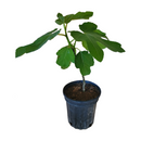 Brown Turkey Fig Tree