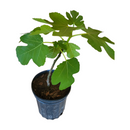 Brown Turkey Fig Tree