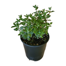 Nepeta Walker's Low 1 Gallon Catmint