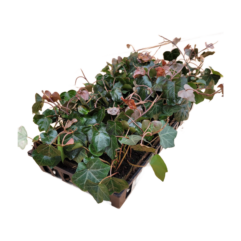 English Ivy 50 Count Flat